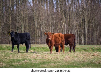 A shot of three large Angus bulls grazing on the farm