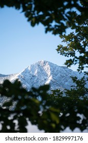 A shot through a tree