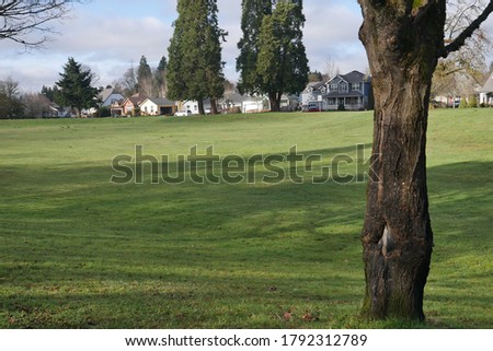 Shot of a tree with houses in the background.