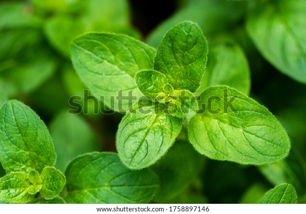 A shot of a twig of an oregano plant, known as\
sweet marjoram or wild\
marjoram