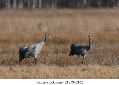 Shot Two Big Gray Birds Together Stock Photo 2157343161 