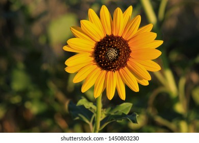 122 Kansas Wild Sunflower Images, Stock Photos & Vectors | Shutterstock