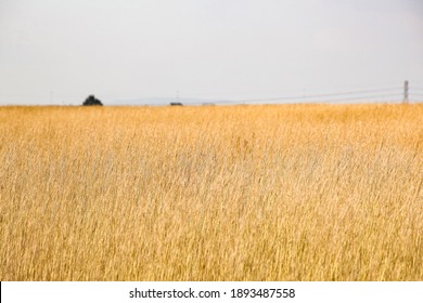 A Shot Of Yellow Tropical Grassland In South Africa