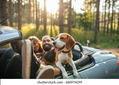 Shot Of A Young Couple With Dog Driving In A Convertible.