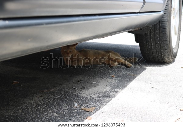 A shothair cat under a\
car