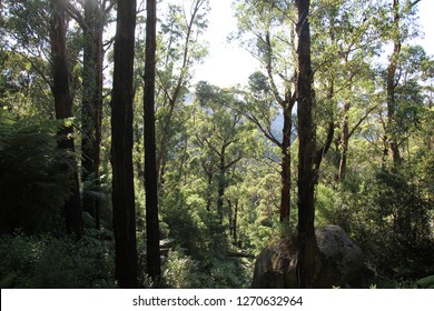 Shots Of An Australian Mountain Ash Forest 