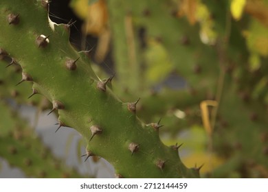 The shots captures the full, complex structure of the spiky plant. numerous spiky branches and thick weathered central trunk.