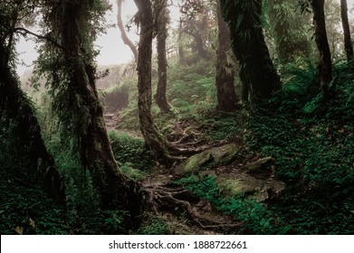 Shots Of Natural Beauty Of Nepal Forest.