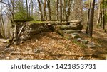 Shots in a spring forest