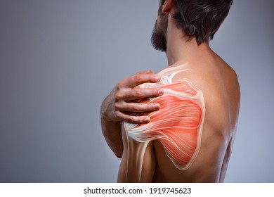 Shoulder muscle and nerve pain, man holding painful zone injured point, human body anatomy