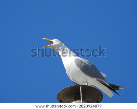 A shouting herring gull perched on the roof of a house in Le Touquet-Paris-Plage, France, illustrating the presence of coastal wildlife and the damaging accumulation of bird droppings on local buildings