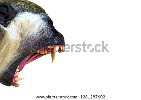 Shouting monkey. Isolated bird. White background. 