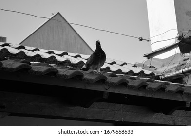 Shouting Pigeon On A Rooftop