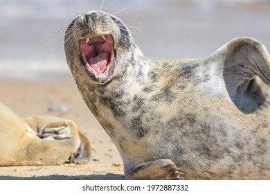 Shouting Seal. Wild Animal With Mouth Wide Open As If Laughing, Singing Or Screaming. Funny Animal Meme Image. Grey Seal From Horsey Uk 