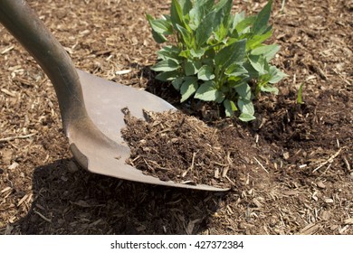 Shovel With Mulch Around Plan