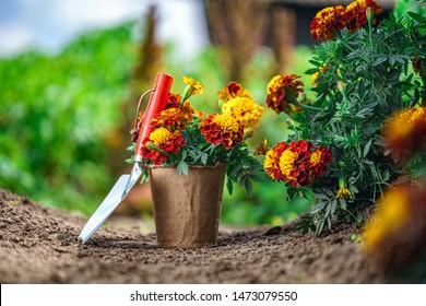 Shovel and pot with marigold flowers for planting in home garden. Gardening and floriculture. Flower care 