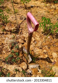 Shovel Ready To Use For Gardening