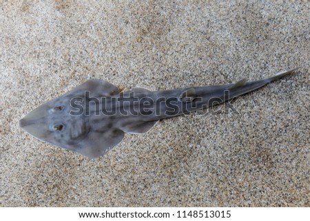 Shovelnose guitarfish (Rhinobatos productus) have a long, pointed snout and a guitar-shaped body. Compressed from belly to back, guitarfish bodies are attuned to life on the sand.