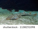 Shovelnose guitarfish, Rhinobatos productus, ray in the family Rhinobatidae, in the sea water habitat. Grey fish in the oceam.  Thai language common name is White Spotted Ronun.