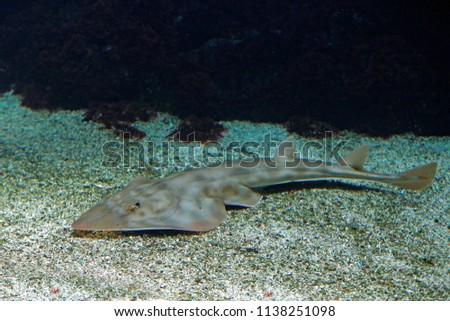 Shovelnose guitarfish, Rhinobatos productus, ray in the family Rhinobatidae, in the sea water habitat. Grey fish in the oceam.  Thai language common name is White Spotted Ronun.