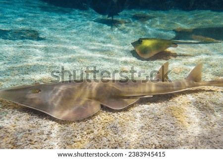 The shovelnose guitarfish swimming on sand sea bottom.Pseudobatos productus, is a ray in the family Rhinobatidae
