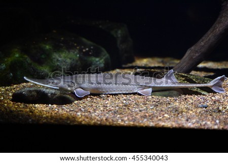 shovelnose sturgeon fish underwater close up portrait view