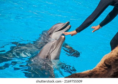 Show Of Beautiful Dolphin Jumps In Zoo Pool. Tenerife