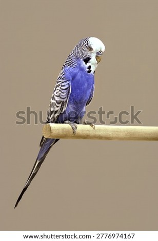 Show Budgerigar - Normal Violet mutation