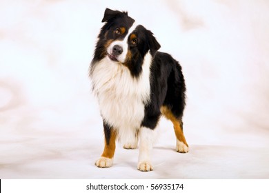 Show Champion Australian Shepherd Tricolor Dog Stock Photo 56935174 ...