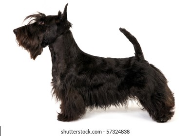 Show Champion Scottish Terrier in show stack stand on white background - Shutterstock ID 57324838
