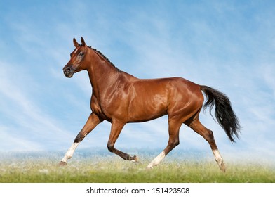 Show Horse