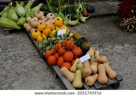 show of pumpkins of different colors and shapes. serves as autumn and halloween decorations. The shapes evoke swan necks, sperm approaching to fertilize an egg.