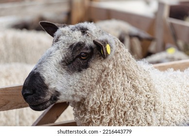 Show Ready Wensleydale Sheep In A Pen