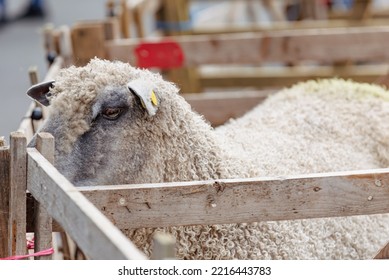 Show Ready Wensleydale Sheep In A Pen