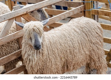 Show Ready Wensleydale Sheep In A Pen