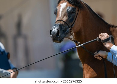 Show Ring Presence: Handler Presenting a Bay Arabian Horse