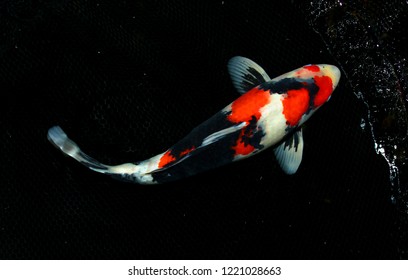 Showa Sanshoku Show Sanke Koi Carp Stock Photo 1221028663 | Shutterstock