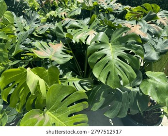 Showcases the highly sought-after, dramatic leaf fenestrations that make the Monstera a staple of modern interior decor and tropical landscaping.