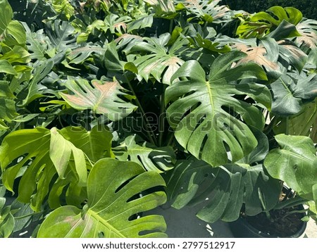 Showcases the highly sought-after, dramatic leaf fenestrations that make the Monstera a staple of modern interior decor and tropical landscaping.