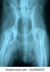 Showing Of Arthritis At Hip Joint Of The Dog.