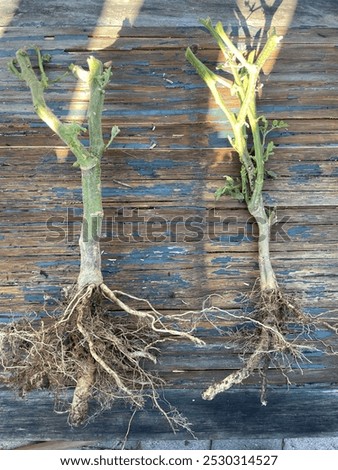 Showing the difference between grafted and in grafted San Marzano tomato roots.  The plant on the left is grafted to maxifort root stock.  The plant on the right is own root