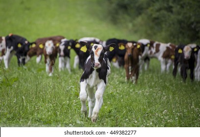 Showing a group of Dairy cows in a field . .
