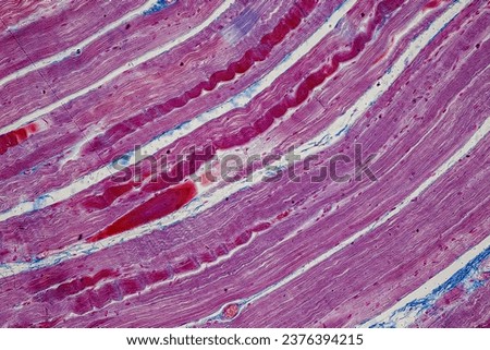 Showing Light micrograph Type of Tissue Human under the microscope in Lab.