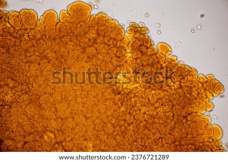 Showing Light micrograph Type of Tissue Human under the microscope in Lab.