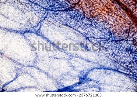Showing Light micrograph Type of Tissue Human under the microscope in Lab.