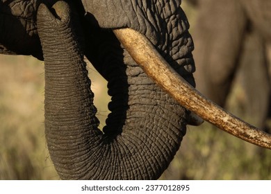 Showing rough trunk and smooth tusk