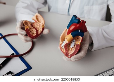 Сardiologist Shows Anatomical Heart Model Close-up.