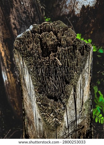 shows a cross section of a stem section that has an internal structure very typical of monocotyledonous plants, such as the date palm or the palm family.