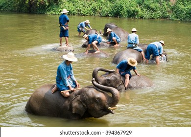 The Show's Elephant Sanctuary In Thailand