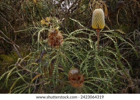 Showy banksia plant with flower spikes (Banksia speciosa) in natural habitat, Western Australia